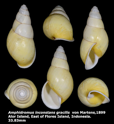 Amphidromus inconstans gracilis 33.83mm