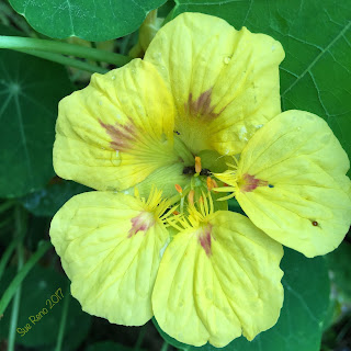 Yellow nasturtium_Sue Reno