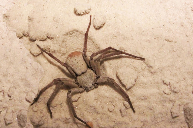 segunda aranha mais nenenosa do mundo