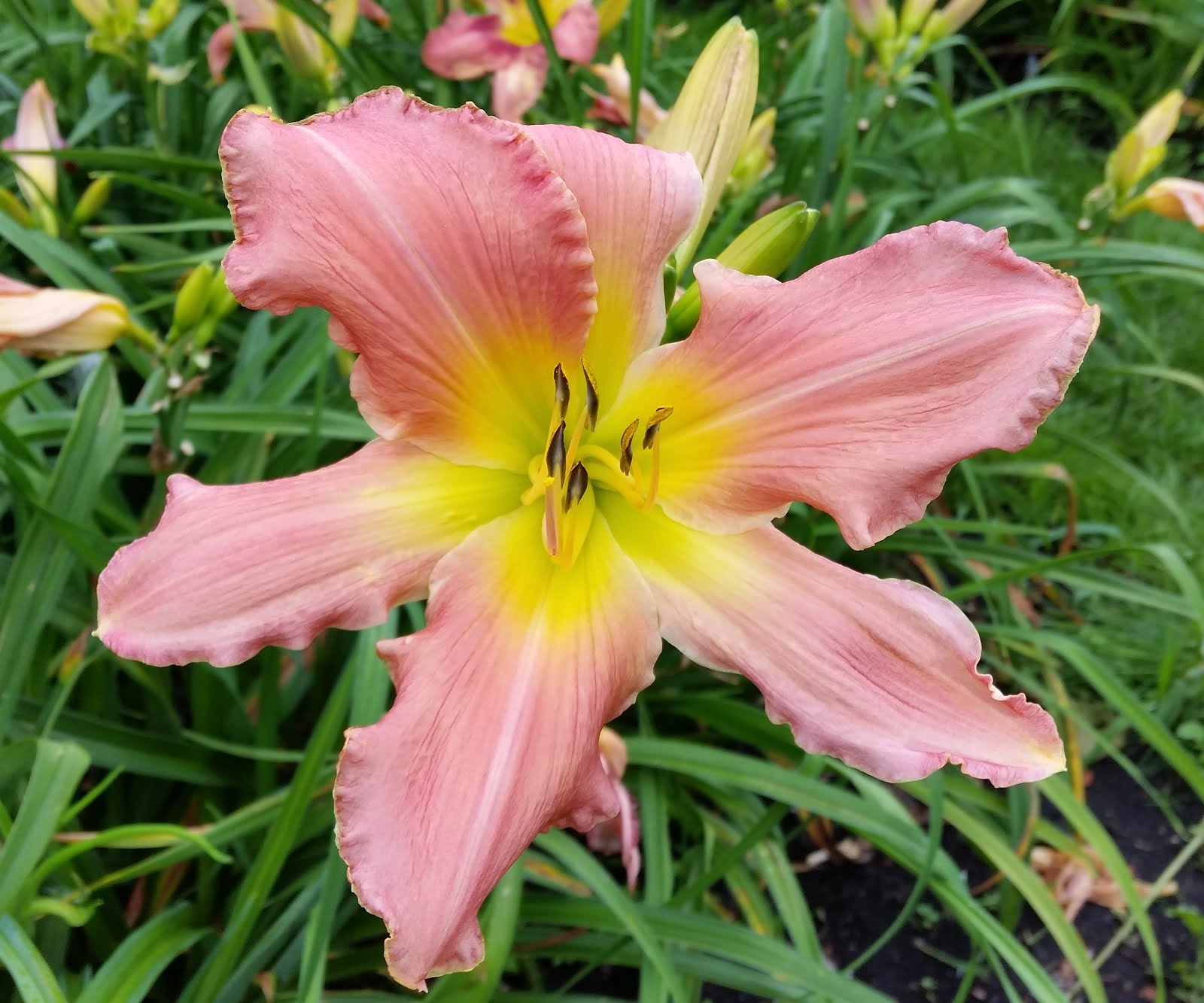 Lithuanian daylily and iris garden ster's Pink Wonder