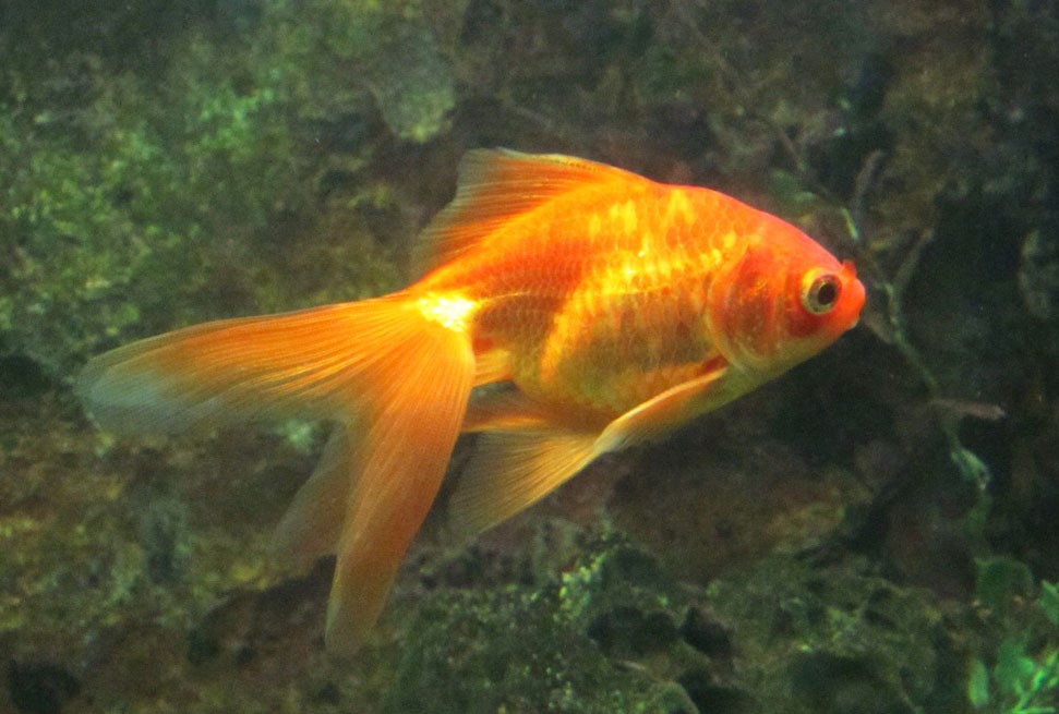 Paediatrics For Primary Care and Anyone Else The Random Goldfish 