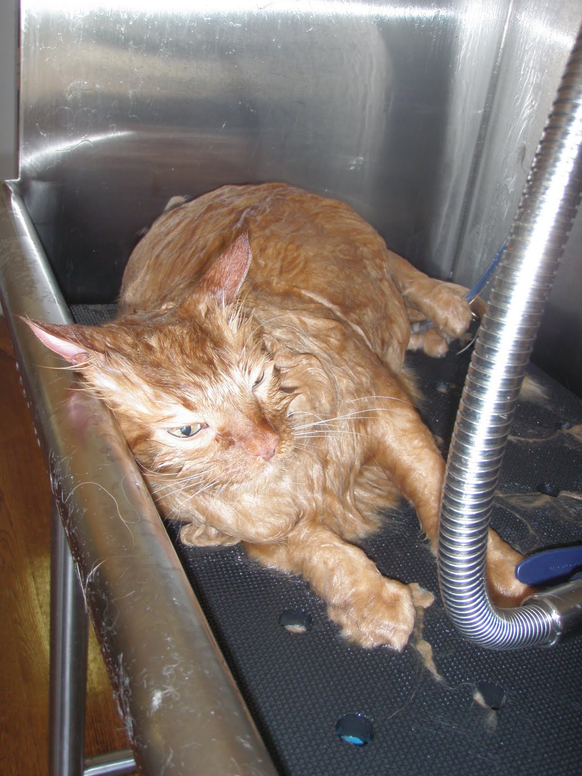 Nose 2 Tail Pet Care Latest News Cat Grooming School Day 8