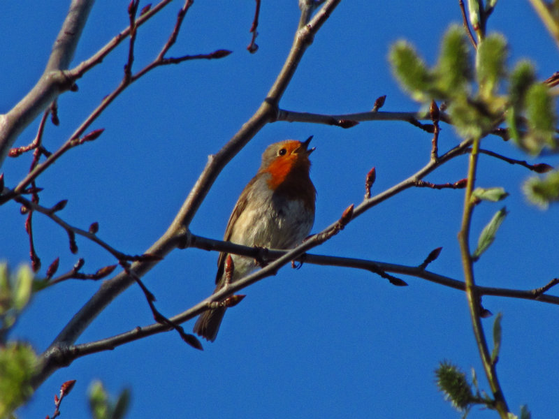 малиновки заслышав голосок текст. малиновки заслыша голосок верасы текст. малиновки заслышав текст. верасы малиновка 1979. малиновки заслыша голосок текст.