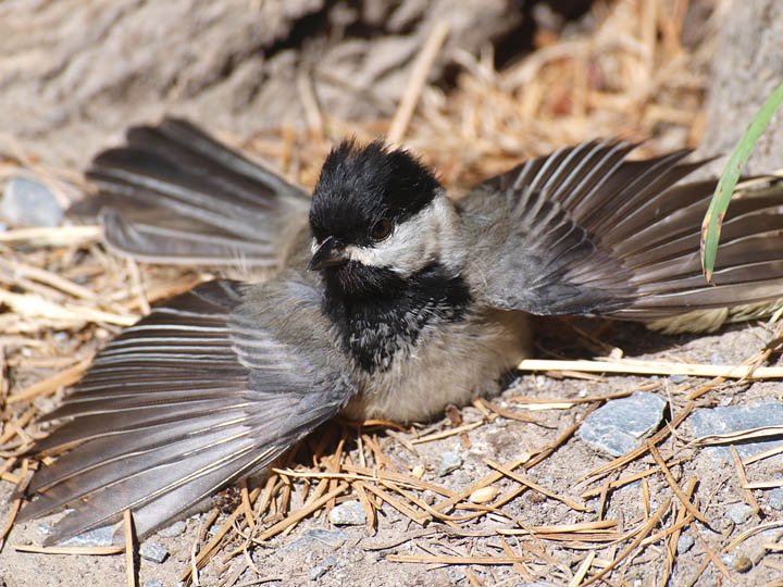 Songbird Prairie Bed and Breakfast
