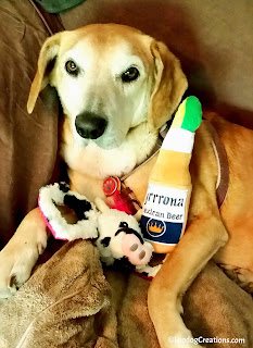 Sophie loves the toys from #PoochPerks box, including this cow tuggy and Grrona beer bottle! #seniordog #dogtoys #rescuedog #LapdogCreations ©LapdogCreations