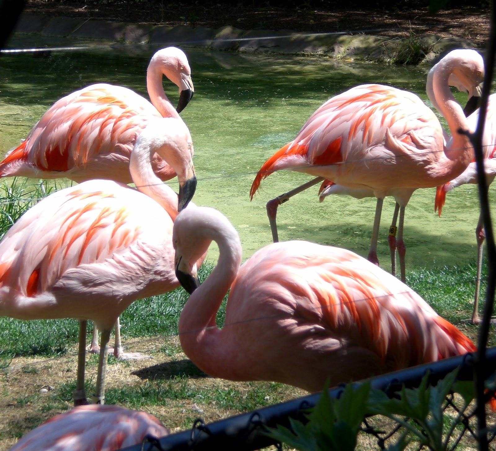 Travel NC With Kids North Carolina Zoo in Asheboro This is One Huge
