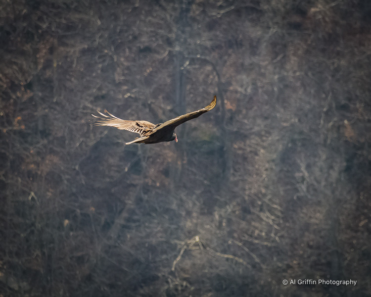 Our Eyes Upon Missouri Turkey Vultures Remembered for National Buzzard Day