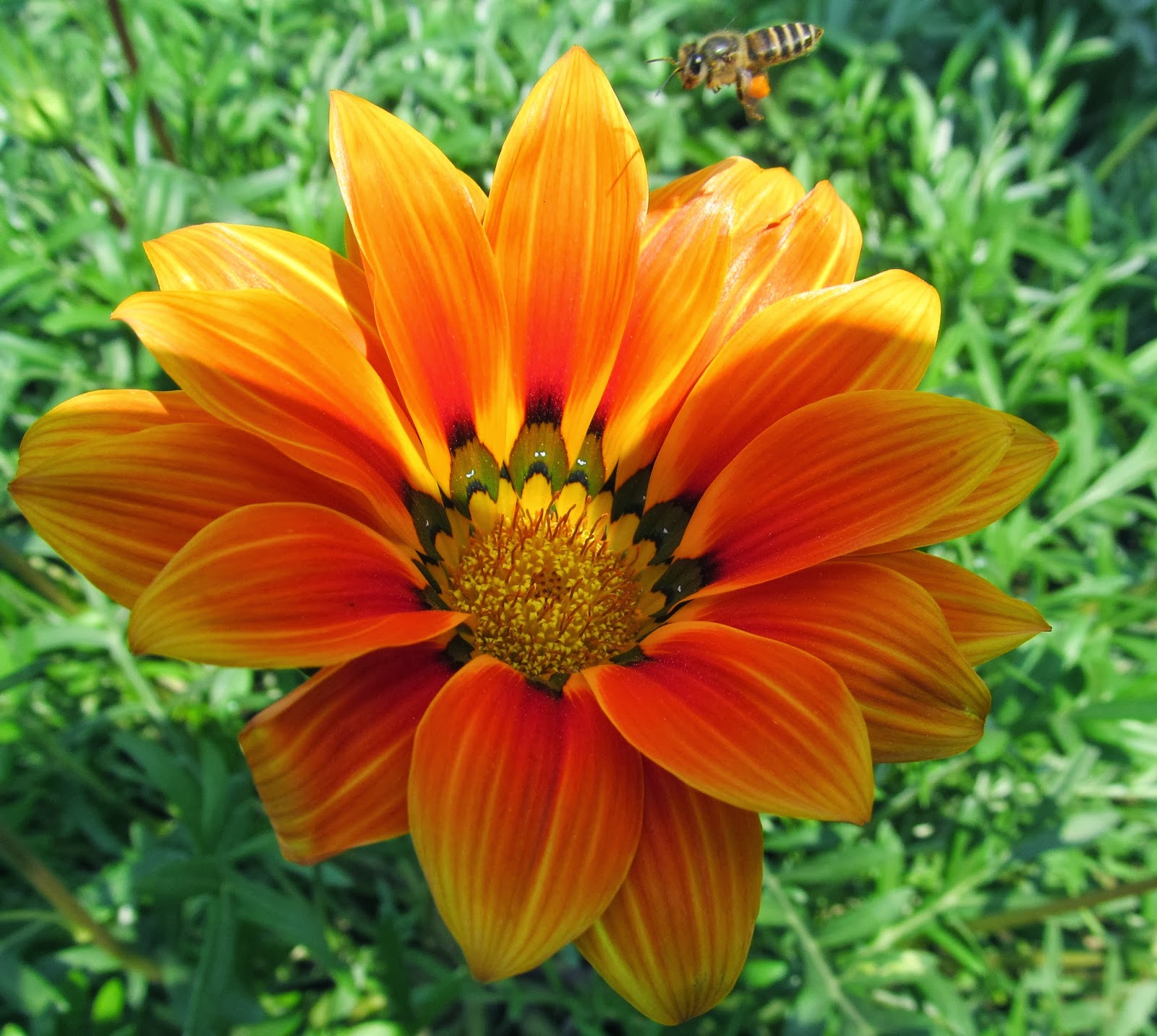NATURAL & UNIQUE PHOTOGRAPHY GAZANIA FLOWER & HONEY BEE