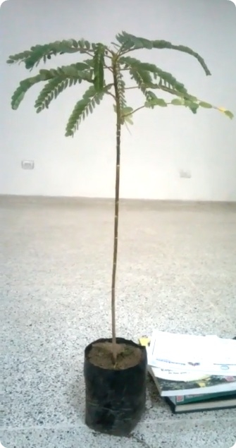 Video « El árbol de Acacia Panameña debe reemplazar al árbol de Nim en Cúcuta ☼ CúcutaNOTICIAS