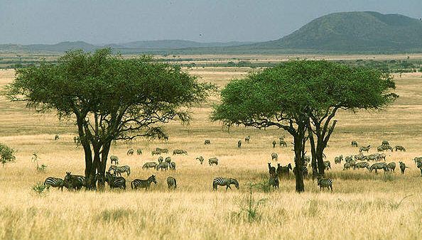 7 Ekosistem Darat (Pengertian, Ciri-Ciri dan Manfaat) ~ DosenIpa