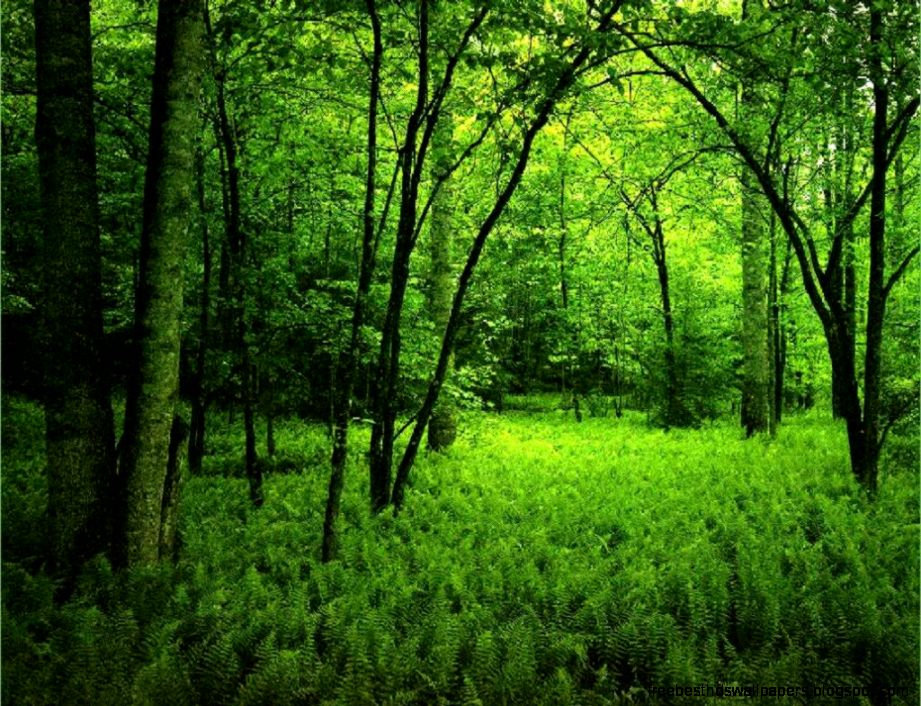 Nature Backgrounds Pictures Images amp Photos  Photobucket