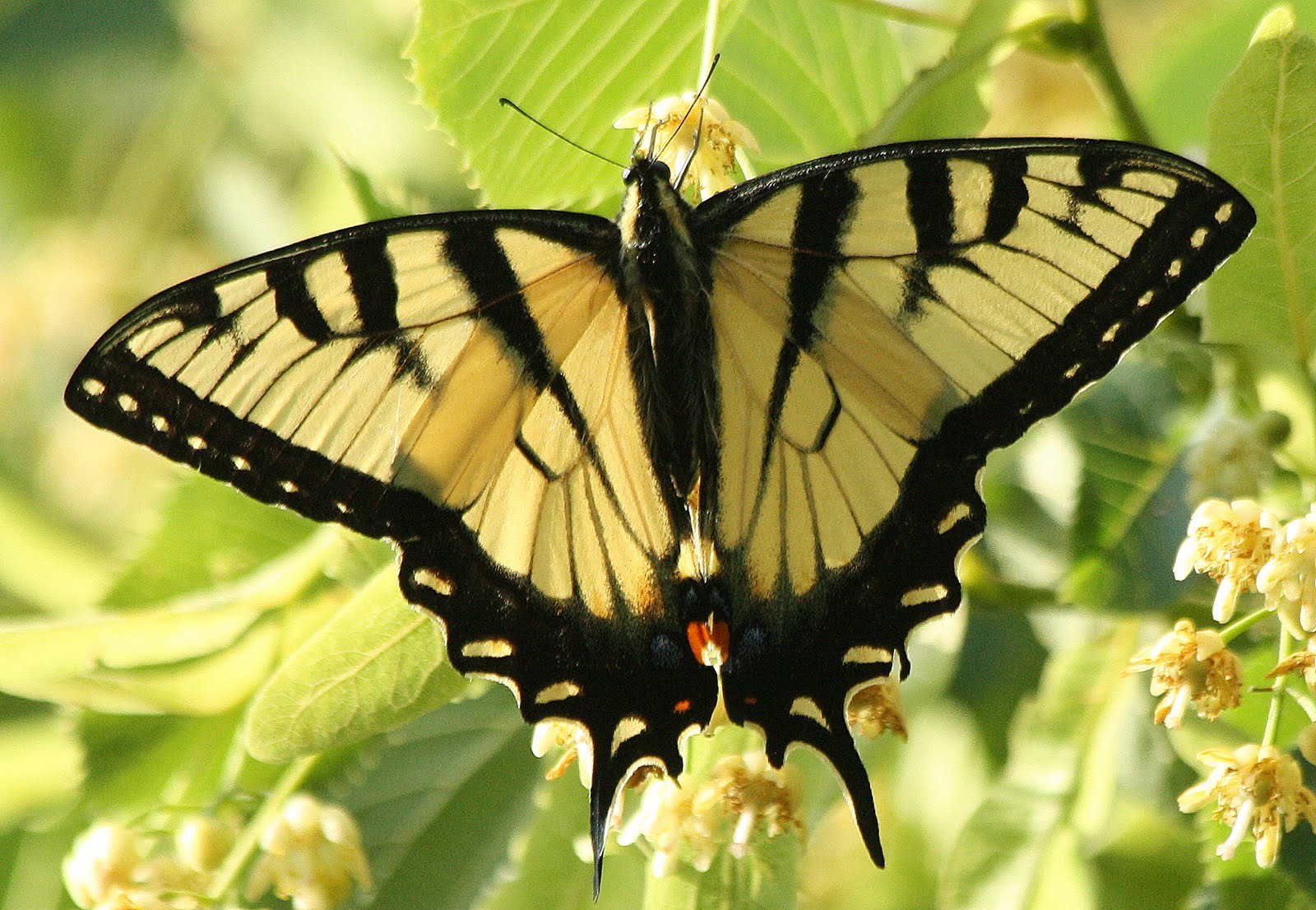 Travels With Birds Eastern Tiger Swallowtail