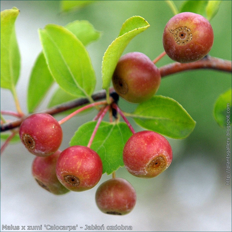 Plant Gallery Encyklopedia Roślin Malus x zumi 'Calocarpa' Jabłoń