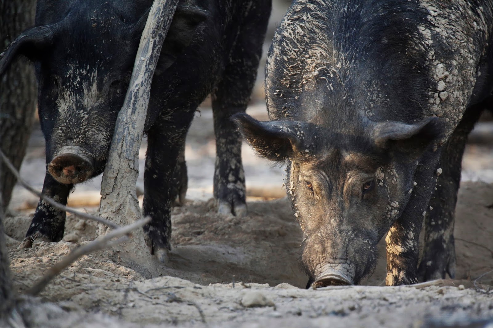 Cody Lohse Picture Story Blog F.H.M. Feral Hogs Missouri