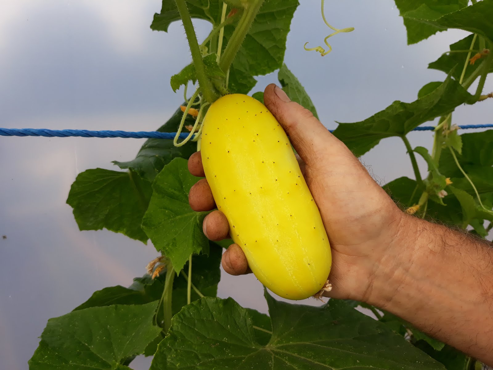 Salt & pepper cucumbers