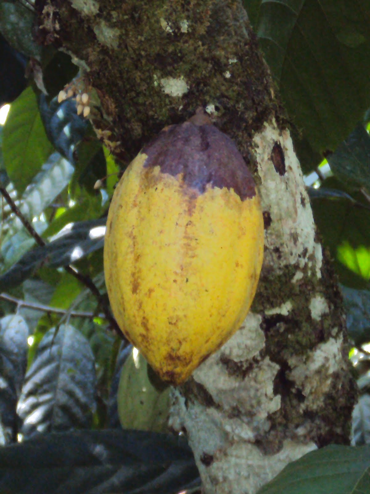 Dendê News CACAU BIOFUNGICIDA TRICOVAB É LIBERADO PELO IBAMA