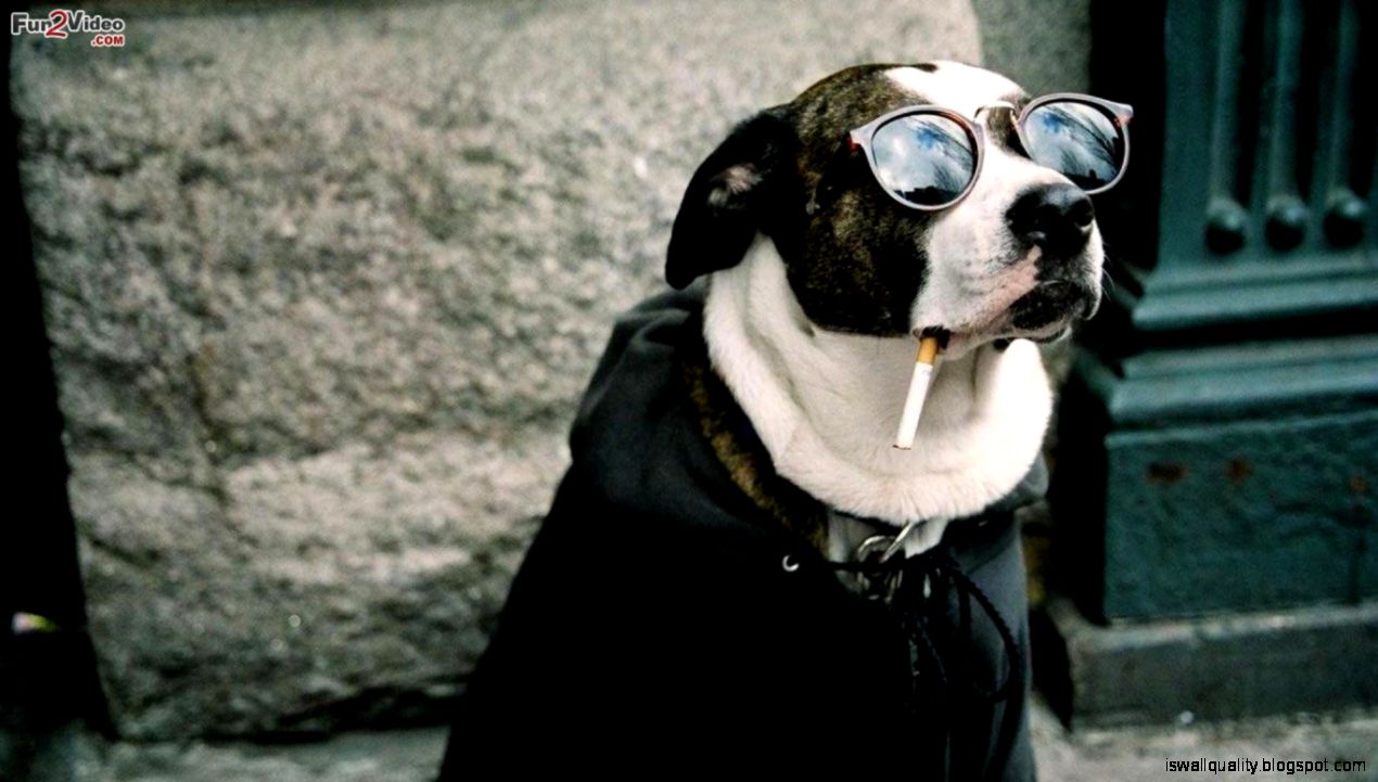 Funny Dog With Cigarette Hd Wallpaper