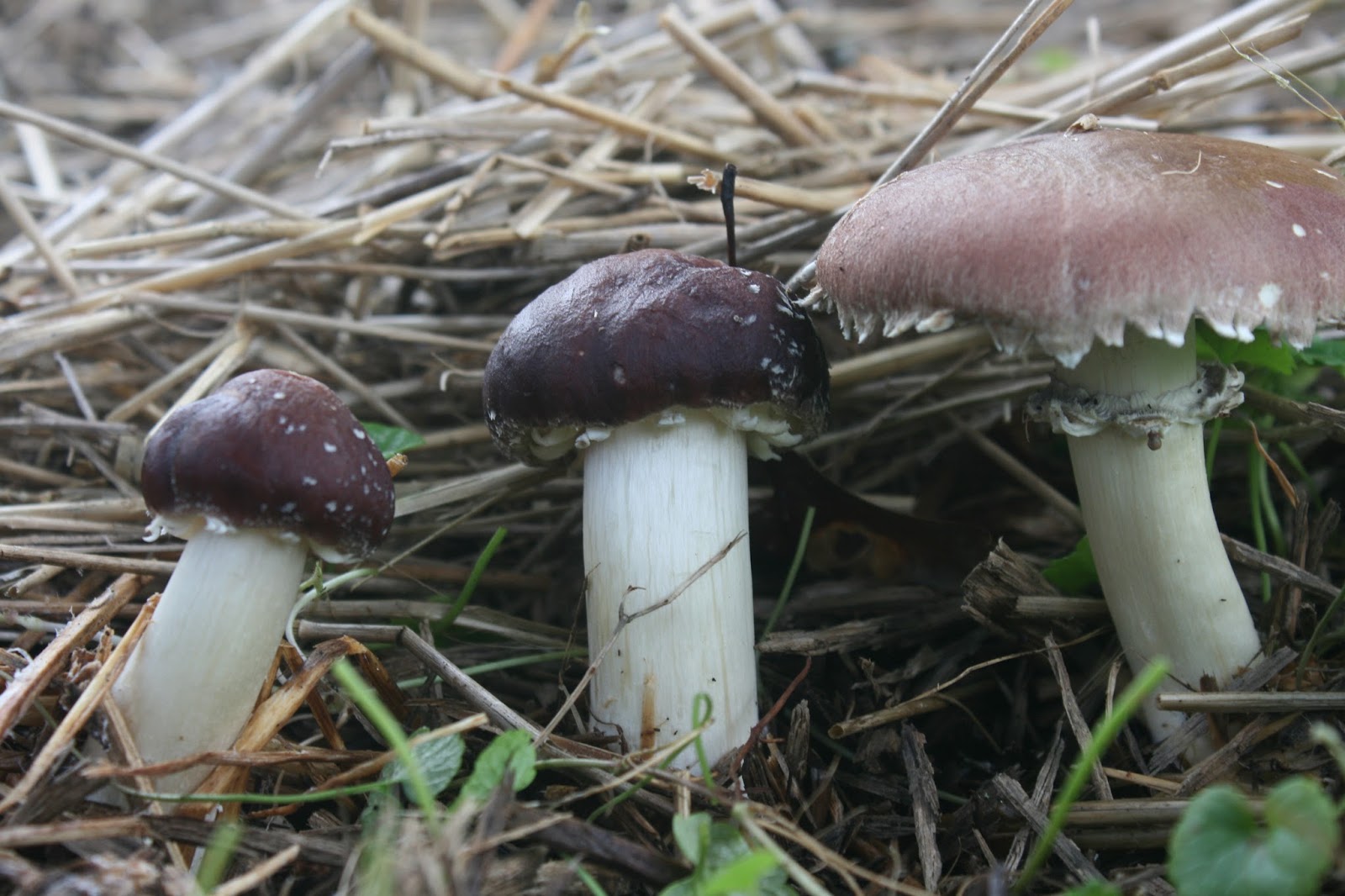 Mushrooming Together