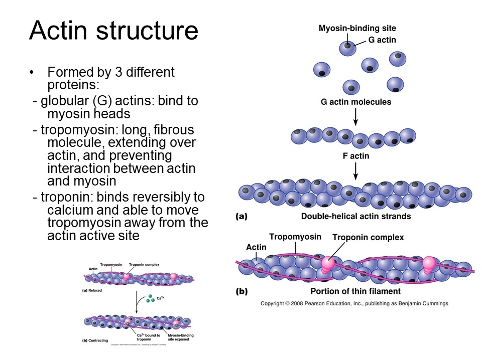 Актин входит в состав. Актин миозин тропонин. Актин строение полимеризация. Тропонин на актине. Формы актина.