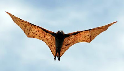 El murciélago más grande del Mundo (Zorro volador filipino).
