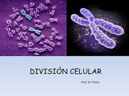 División celular