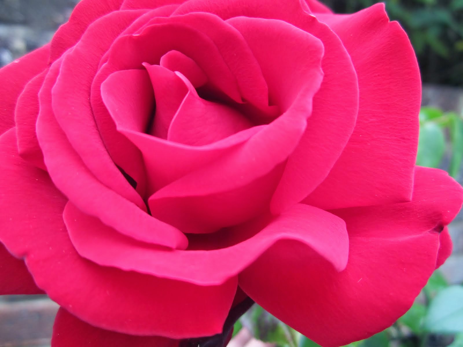 Velvety red rose x