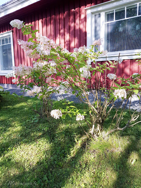 perennapenkki talo koti puutalo piha kukkamaa hortensia