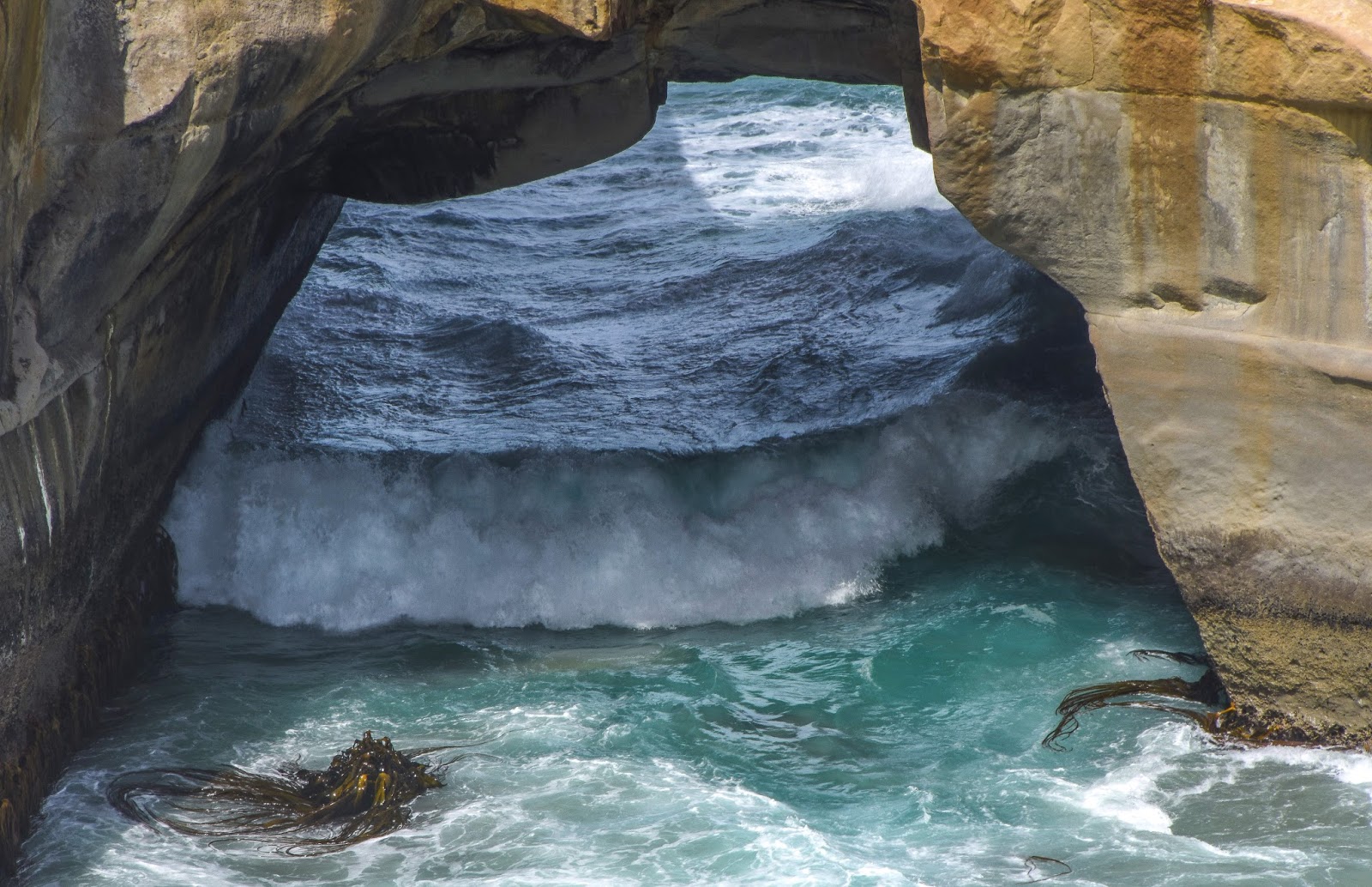Paws Awhile Tunnel Beach