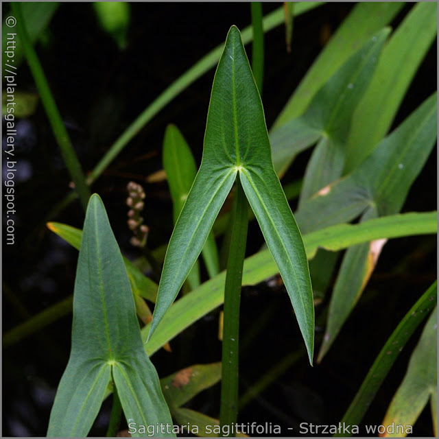 Sagittaria sagittifolia leawes - Strzałka wodna liście