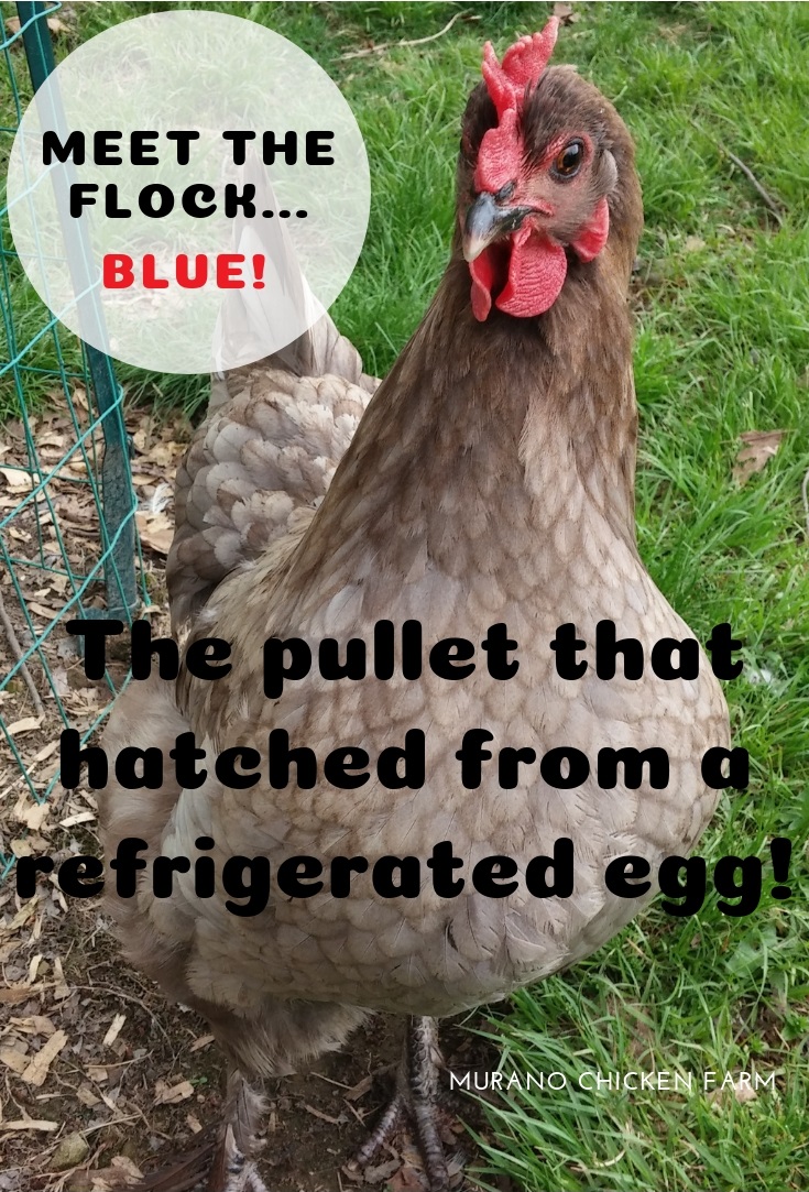 Can refrigerated eggs hatch? Murano Chicken Farm