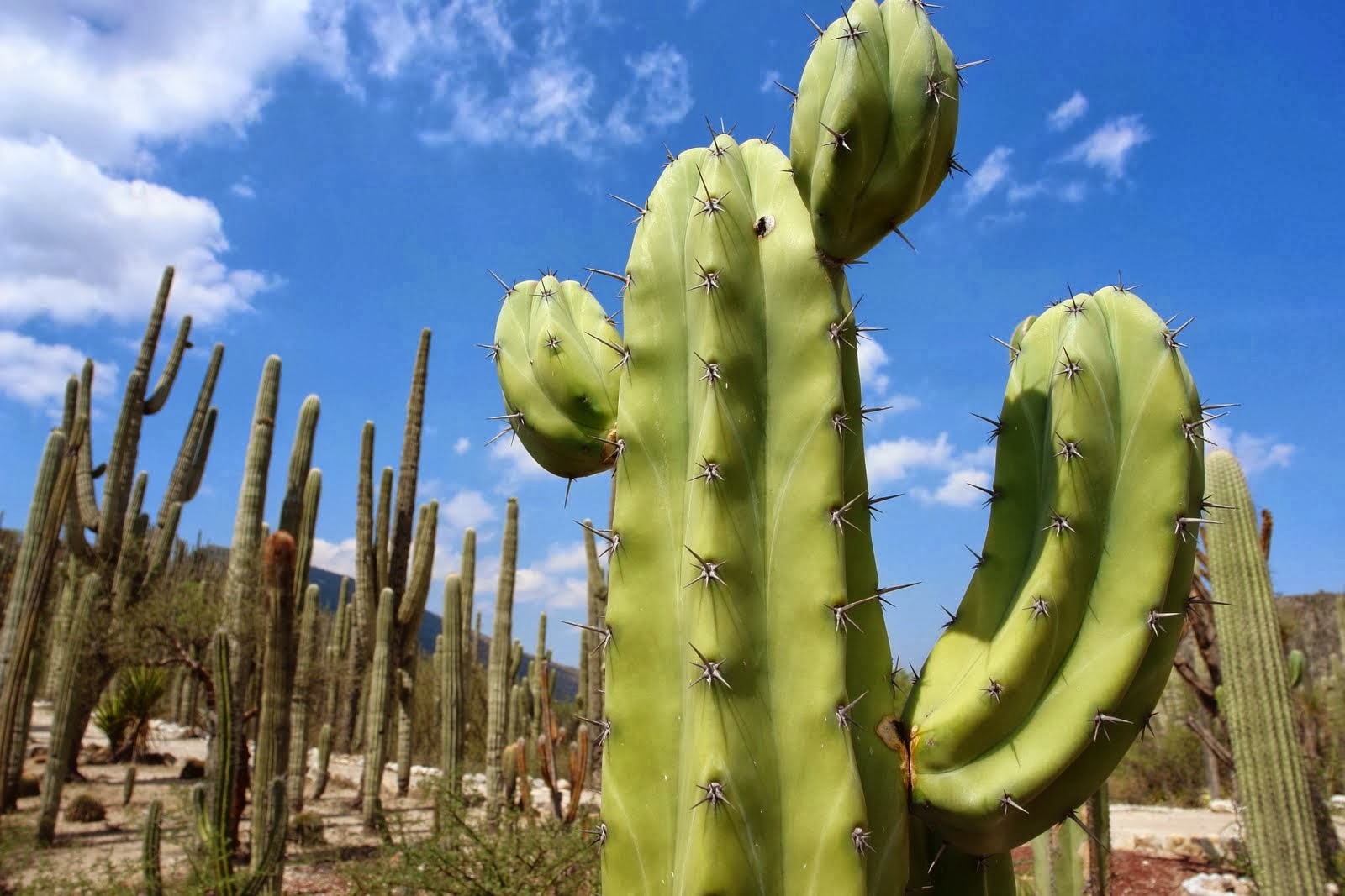 LA IMPORTANCIA DE LAS REGIONES Y LOS RECURSOS NATURALES: Desierto