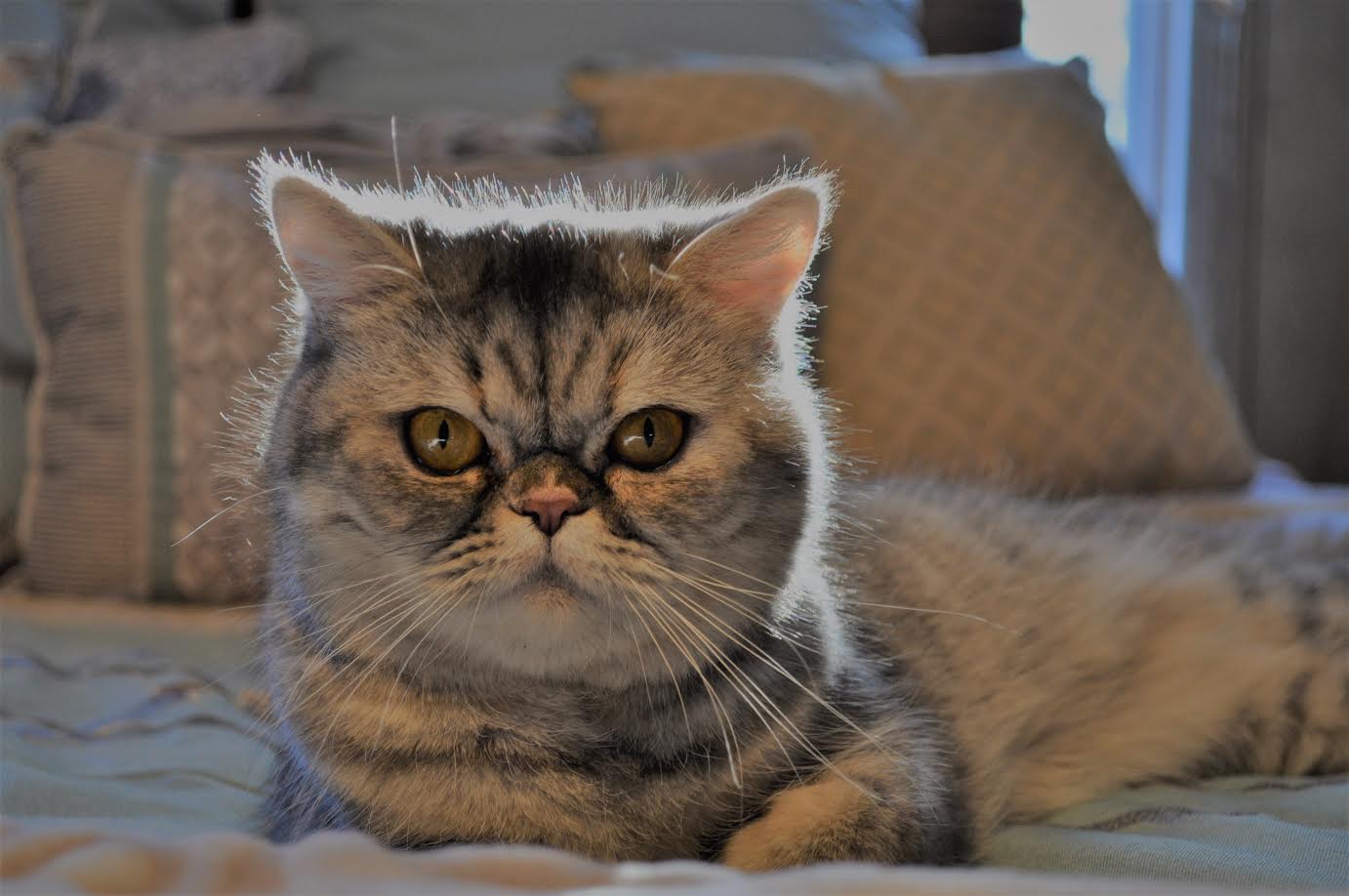 Exotic Shorthairs and Persians in Idaho Kittens on their ...