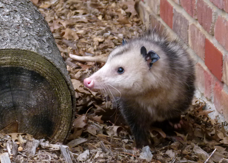 Life, Birding, Photos and Everything Playing "Opossum"