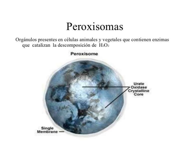 Peroxisomas