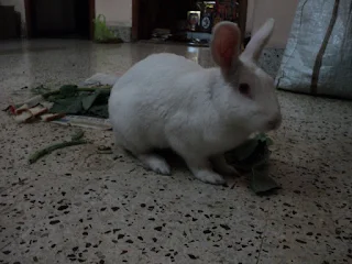 The bike parked near the start of the trek route, ready for the adventure.