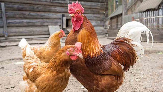 Las gallinas que ponen huevos con medicamentos sirven para combatir el cáncer