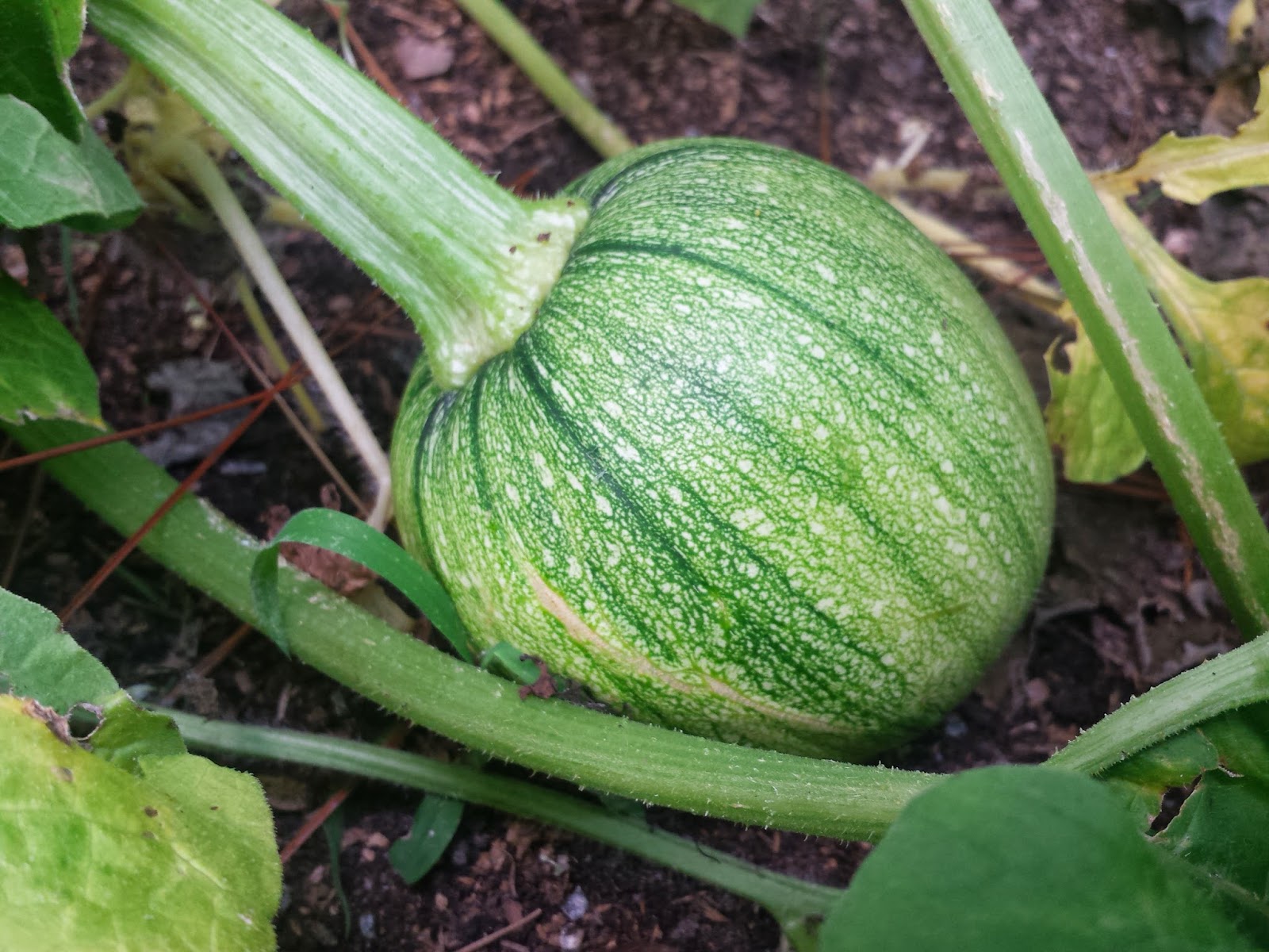Our Melon and Squash Garden The Harvest Fresh Eggs Daily® with Lisa Steele