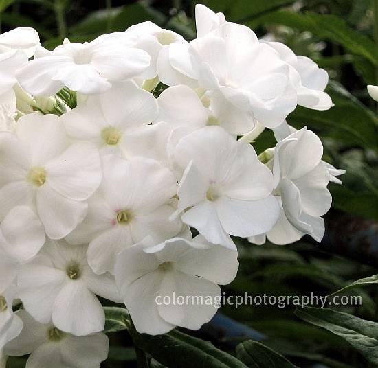 /White Phlox paniculata-closeup