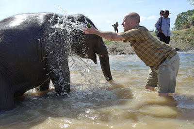 Viaja gratis como voluntario a Tailandia para proteger elefantes asiáticos 