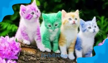 Arti Mimpi Digigit Kucing Warna Menurut Primbon