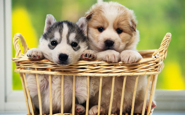 Cachorritos Hermosos Cute Puppies