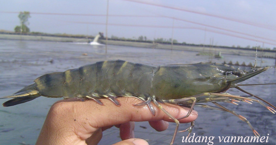 budidaya udang vannamei