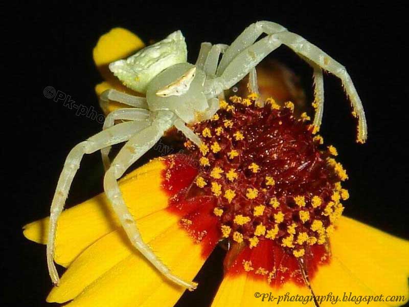 Green Crab Spider Nature, Cultural, and Travel Photography Blog