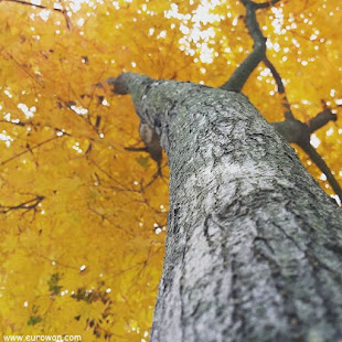 Árbol amarillo en el otoño coreano