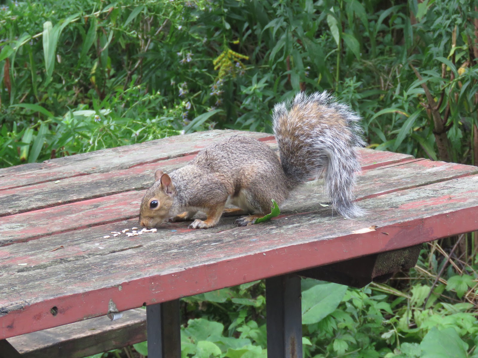 Bird & Travel Photos, Birding Sites, Bird Information SQUIRREL EATING