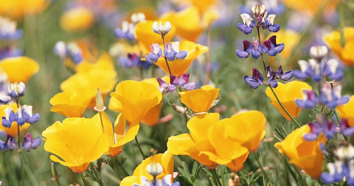 Fiori Selvatici O Piante Infestanti A Base Di Semi O Di Baccelli Di - Foto 12