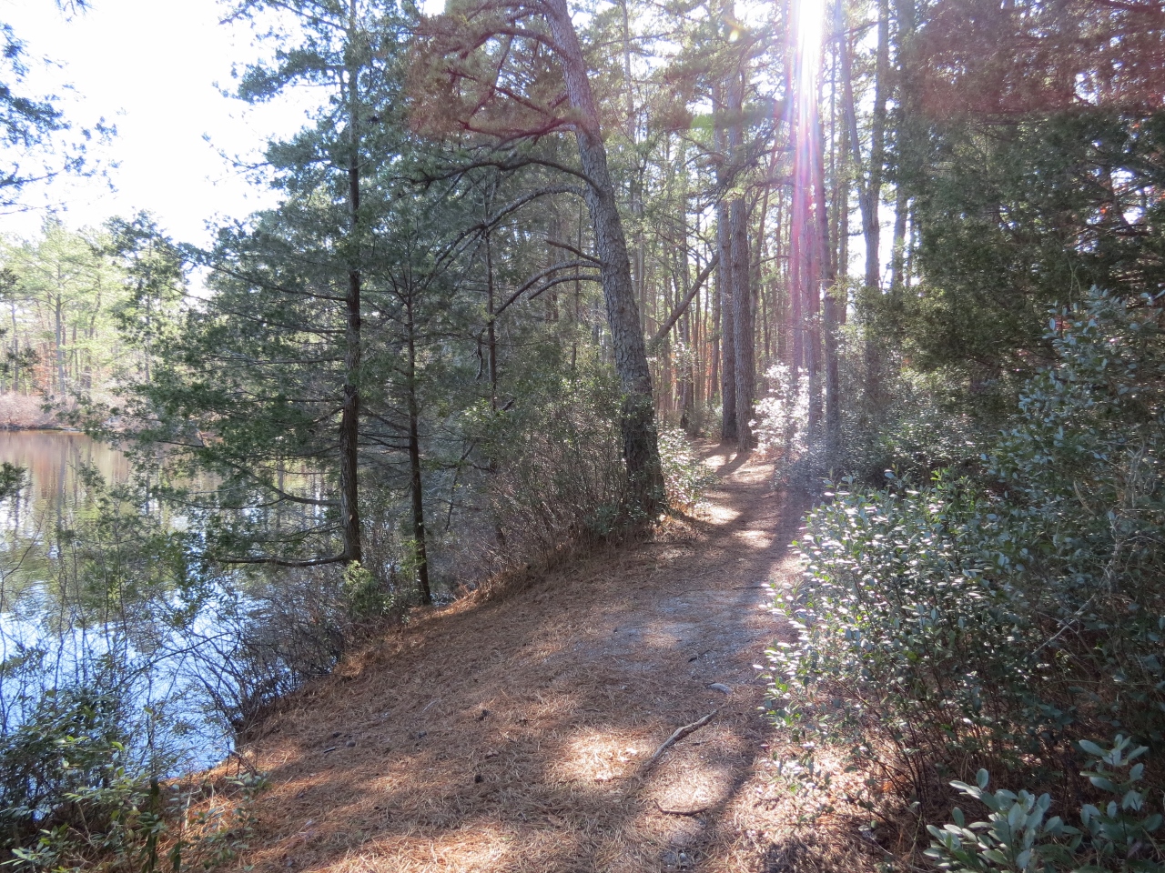 Gone Hikin' Bass River State Forest, NJ Joe's Trail