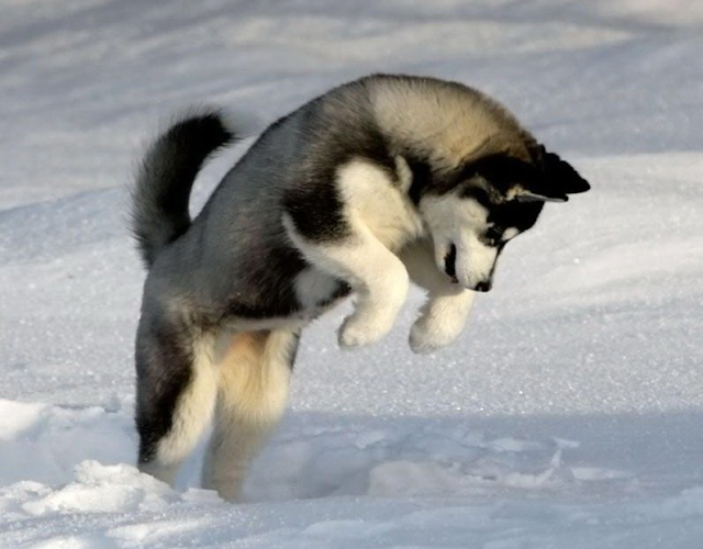 χιόνι Σκύλος 