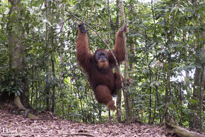 Indonesia el país de las mil islas - Vuelta al Mundo - Blogs of Indonesia - Los Orangutanes de Bukit Lawang, Sumatra (2)