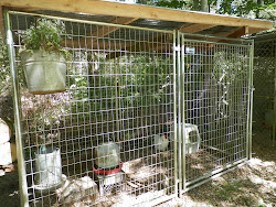 pens boxes cheap easy poultry dog kennel chickens nest nesting kennels box roof cat fence houses backyard bugschicks covered enclosures